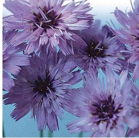Seed Cupid's Dart