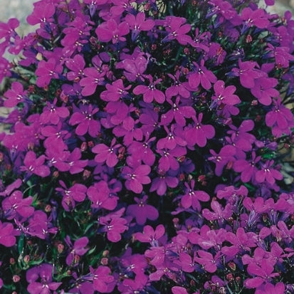 Seed Lobelia Crystal Palace