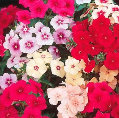 Seed Phlox Dwarf Beauty Mix