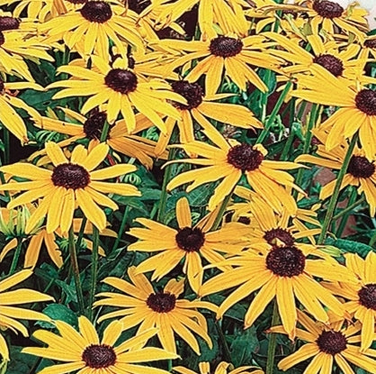 Seed Rudbeckia Goldstrum