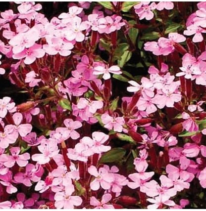 Seed Soapwort Rock