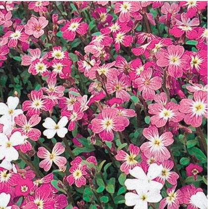 Seed Stocks Night Scented Matthiola