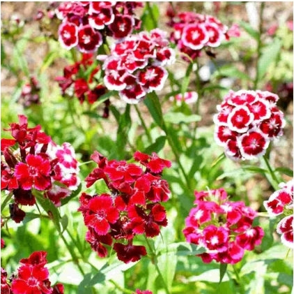 Seed Sweet William Mixed Colours