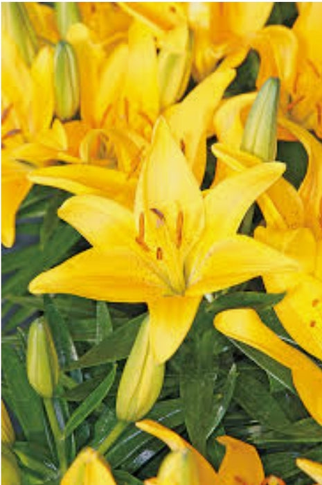 Asiatic Pot Lilies - Lilium