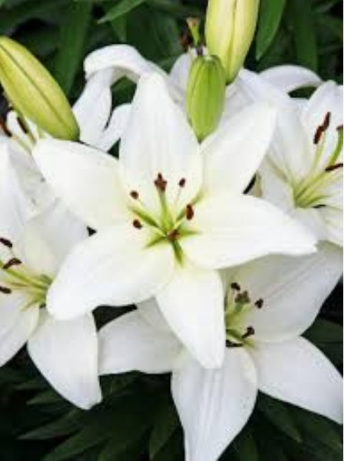 Asiatic Pot Lilies - Lilium