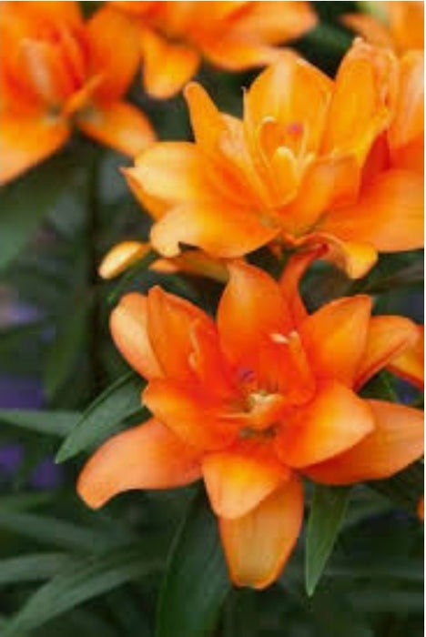 Asiatic Pot Lilies - Lilium