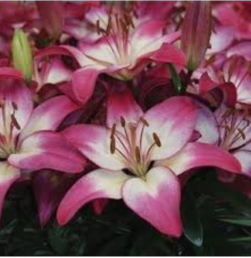 Asiatic Pot Lilies - Lilium