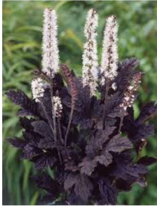 Cimicifuga racemosa - Brunette Bugbane/Snakeroot
