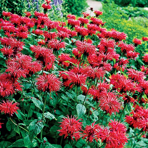 Seed Packets, Bee Balm.