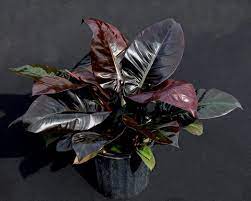 Philodendron Black Cardinal