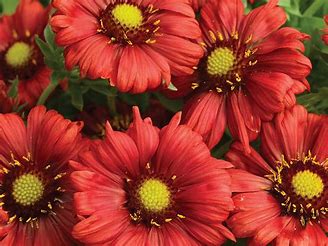 Seed Packets, Blanket Flower.