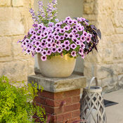Supertunia Petunias