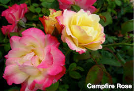 Rose Hardy Campfire #2