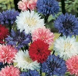 Seed Packets, Bachelor Button