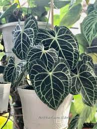 Anthurium Clarinervium