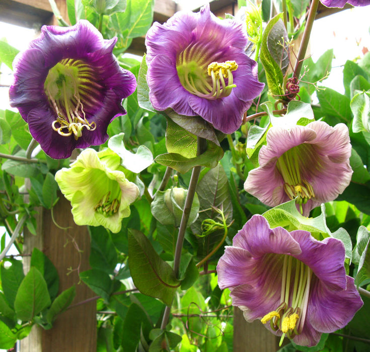 Cobaea Scandens seeds - seed packets