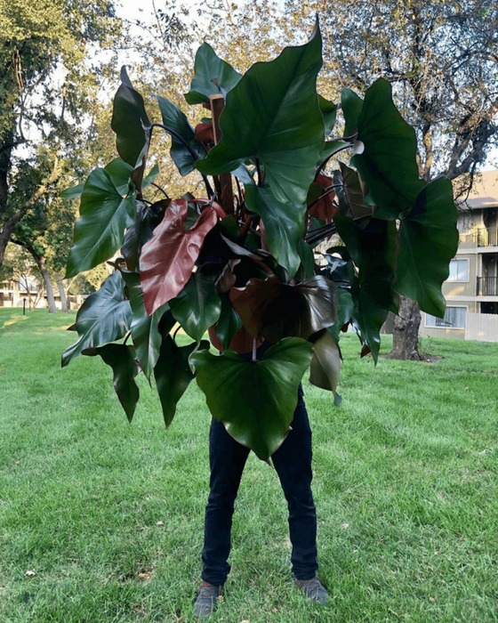 Philodendron Dark Lord