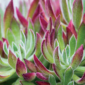 Succulent Plants - Echiveria # 22798