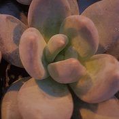 Succulent Plants - Echiveria # 22798