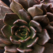 Succulent Plants - Echiveria # 22798