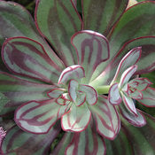 Succulent Plants - Echiveria # 22798