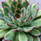 Succulent Plants - Echiveria # 22798