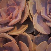 Succulent Plants - Echiveria # 22798