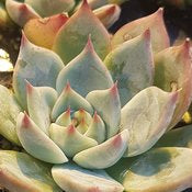 Succulent Plants - Echiveria # 22798