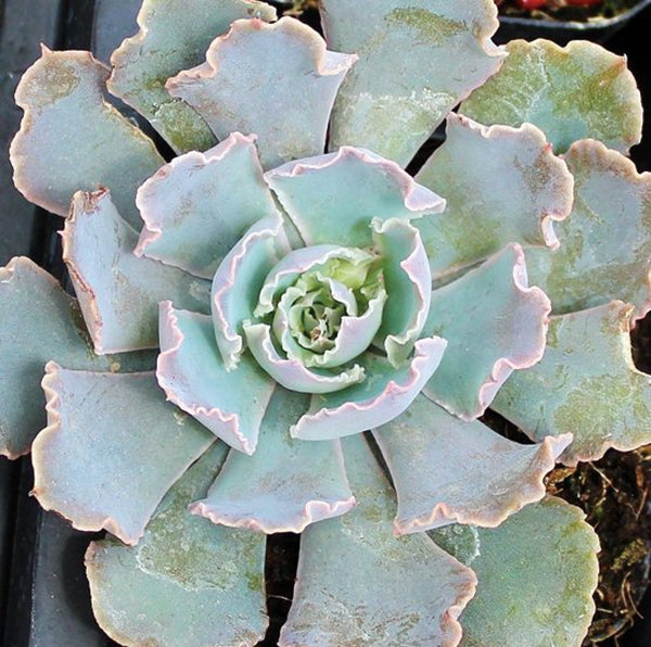 Succulent Plants - Echiveria # 22798