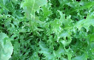 Endive Italian Dandelion Seeds - Seed Packet