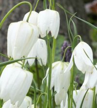 Fritillaria Meleagris Alba - 5 Pack