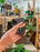 Rare Houseplant Phone Grip Anthurium | Cellphone Accessory