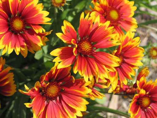 Seed Packets, Blanket Flower.