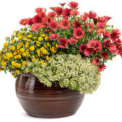 Osteospermum Daisy Bright Lights Series