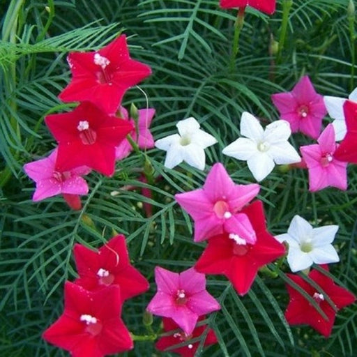 Cypress Vine seeds - seed packets