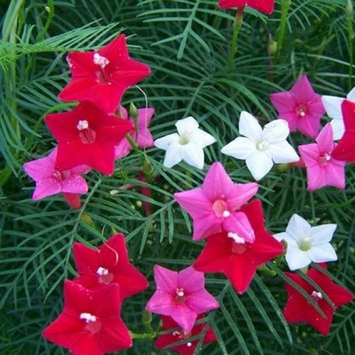 Cypress Vine seeds - seed packets