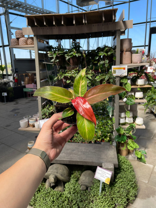 Philodendron Red Sun