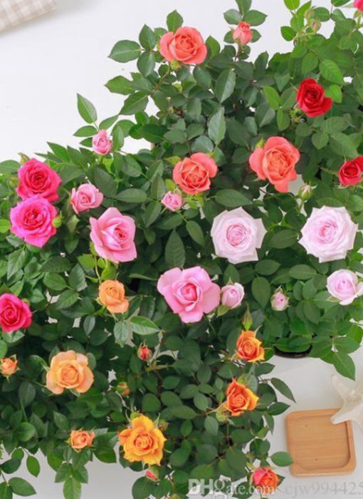 Rose mini