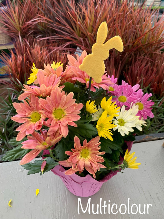 Pot Mum w/Easter Pick-2025 preorder