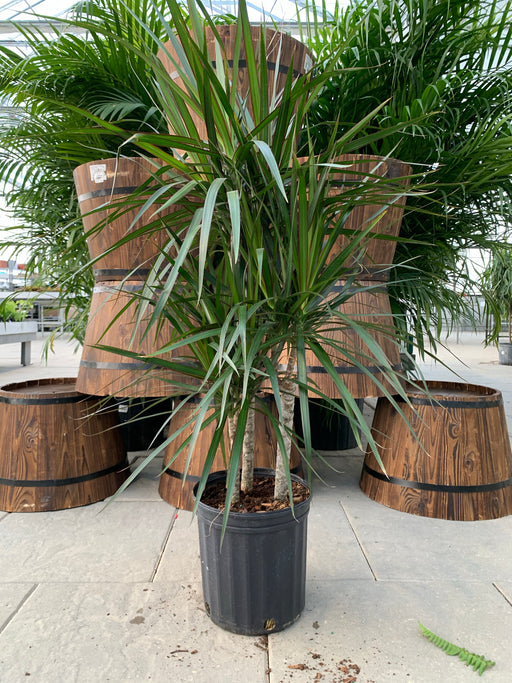 Dracaena Marginata 'Dragon tree'