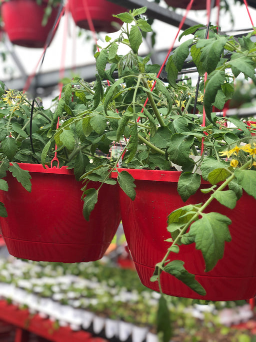 Annual Basket Red Vegetables
