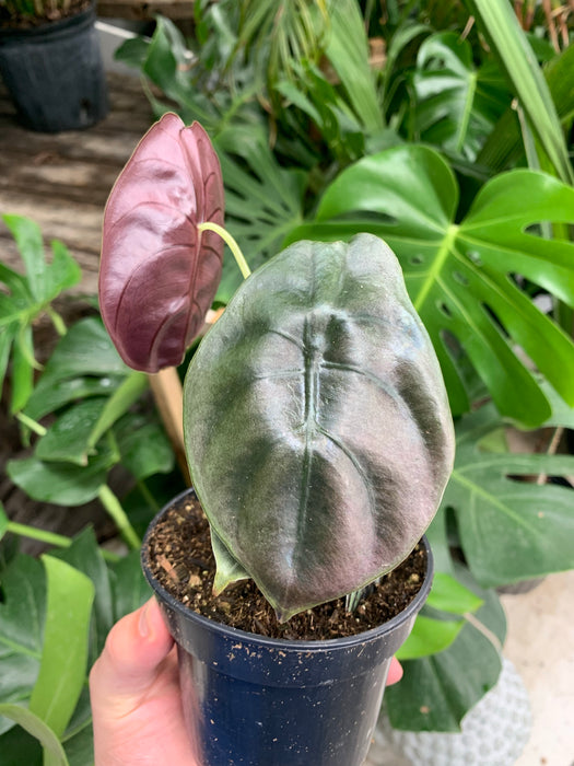 Alocasia Cuprea