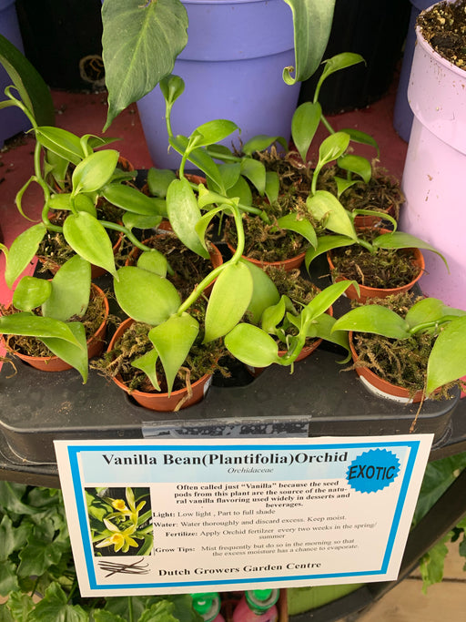 Vanilla Bean Orchid 2”