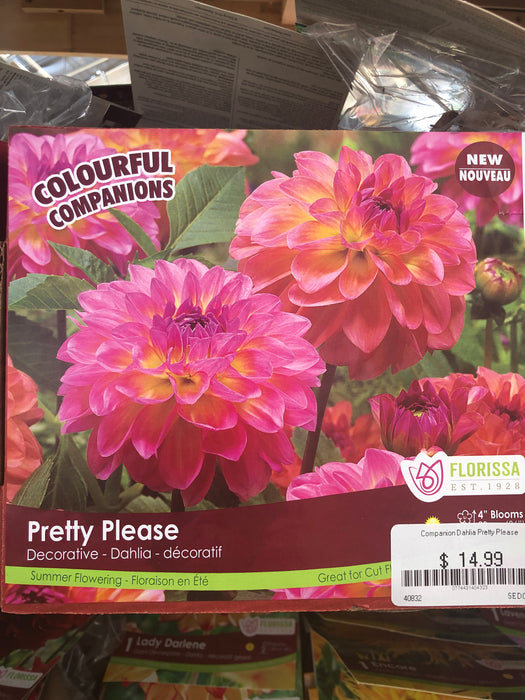 Dahlia pretty please