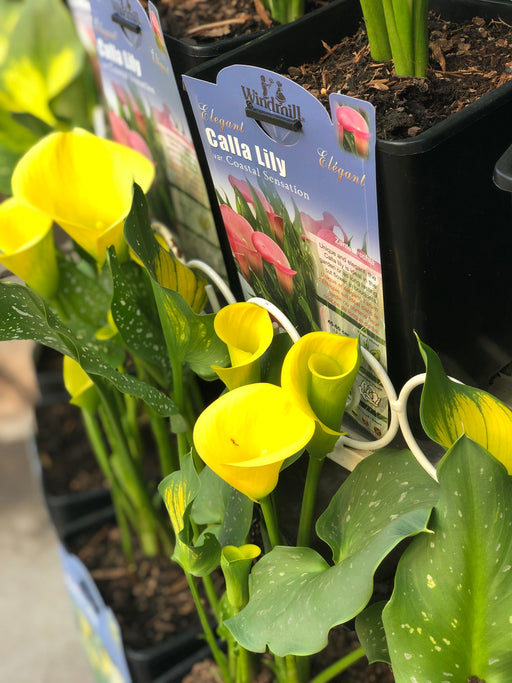 Calla Lilly Potted Plant
