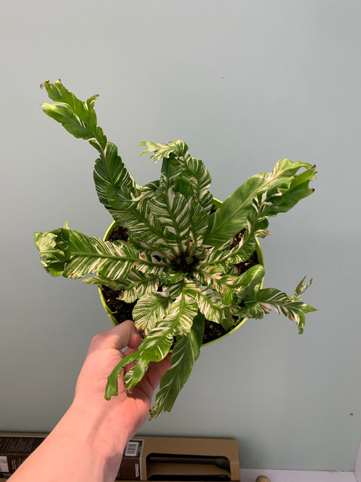 Variegated Birds-nest Fern