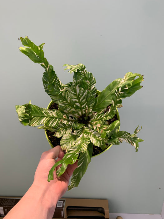 Variegated Birds-nest Fern