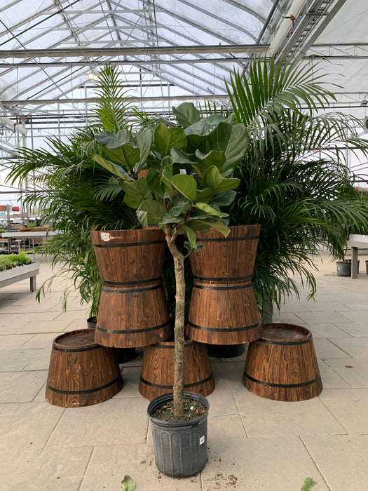 Ficus Lyrata (Fiddle leaf figs)