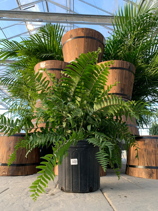Macho Fern
