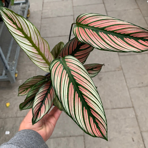 Calathea white star
